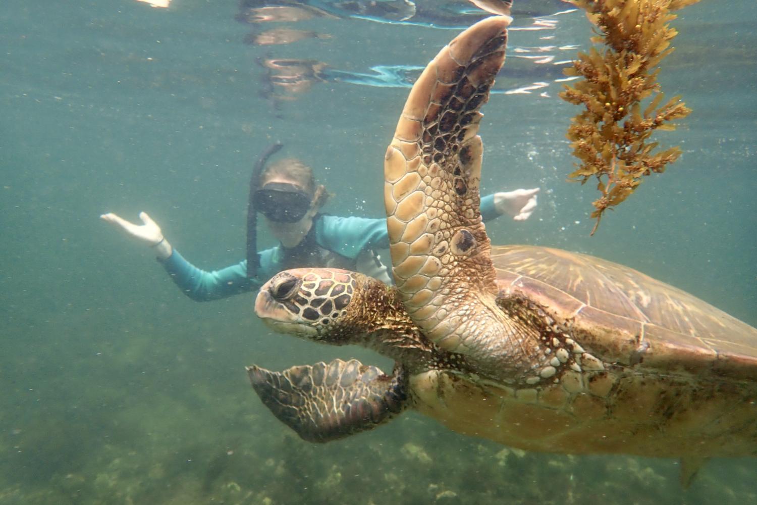 一名<a href='http://b9lh.ngskmc-eis.net'>全球十大赌钱排行app</a>学生在Galápagos群岛游学途中与一只巨龟游泳.